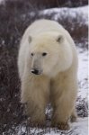 Photo: Approaching Polar Bear Churchill Manitoba