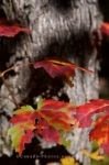 Photo: Autumn Trail Leaves Ontario Provincial Park