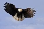 Picture of a bald eagle bird coming in to land on a tree.
