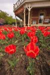 Photo: Blossoming Tulip Garden Prince Of Wales Hotel Niagara On The Lake