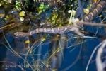 Photo: Eastern Fox Snake Water Point Pelee