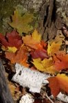 Photo: Fall Landscape Algonquin Provincial Park