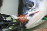 Photo: Fish Eye Atlantic Salmon