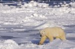 Photo: Icy Hudson Bay Coastline Polar Bear Churchill Manitoba