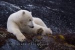 Photo: Lazy Polar Bear Churchill Manitoba