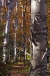 Photo: Natural Beauty Fall Forest Algonquin Provincial Park