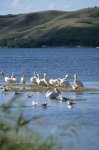 Pelicans sitting along the lake in the Qu'Appelle Valley in Saskatchewan, Canada.