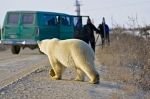 Photo: Polar Bear Crossing Near Tourists Churchill Manitoba