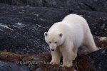 Photo: Polar Bear Global Warming Churchill Manitoba