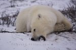 Photo: Polar Bear Teeth Churchill Manitoba