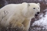 Photo: Polar Bear Yawn Image