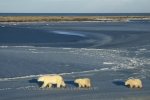 Photo: Polar Bears Nunavut