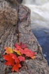 Photo: Rock Autumn Leaf Display River Bank Ontario
