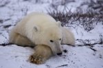 Photo: Sleepy Polar Bear Churchill Manitboa