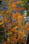 Photo: Vibrant Colored Autumn Trees Algonquin Provincial Park