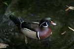 Photo: Wood Duck Laurentian Forest Biodome Montreal