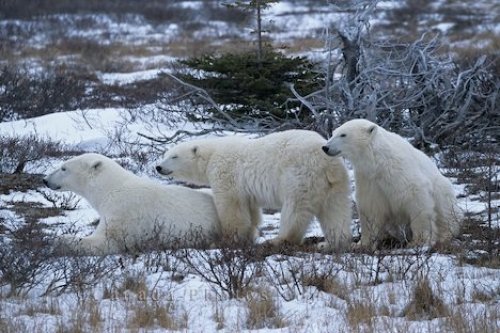 Photo: Arctic Polar Bears