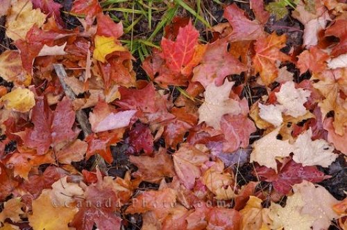 Photo: Autumn Color Algonquin Provincial Park Ontario