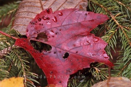 http://www.canada-photos.com/images/500/autumn-leaves_363-361.jpg