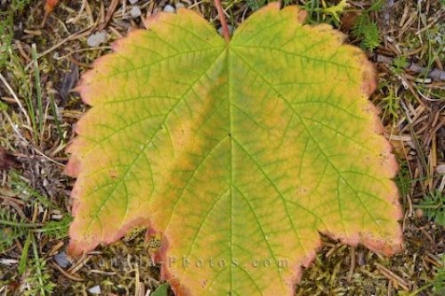Photo: Autumn Maple Leaf Forillon National Park Quebec