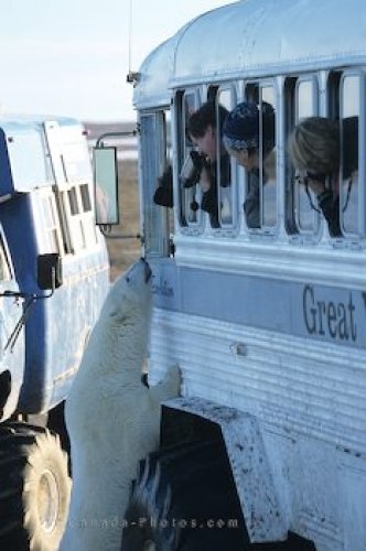 Photo: Bear Watching Curious Polar Bear