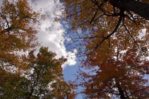 Photo: Beautiful Autumn Trees Algonquin Provincial Park