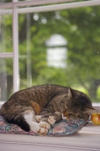 Photo: Church Cat Sleeping Picture