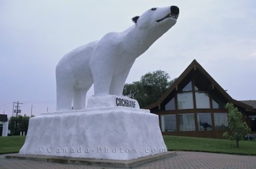 Photo: Cochrane Ontario Polar Bear