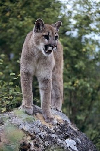 Cougar Photo And Travel Idea Canada