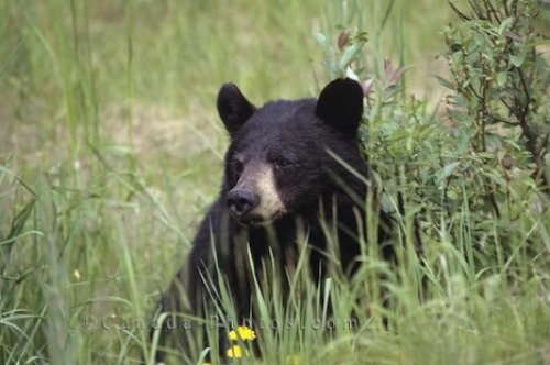 Photo: Cute Baby Black Bear picture