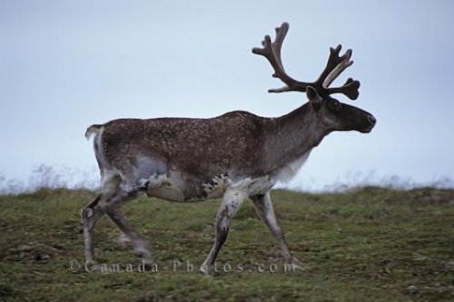 Photo: Denali National Park Male Caribou Animal
