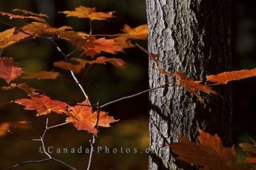 Photo: Fall Tree Leaves Algonquin Provincial Park