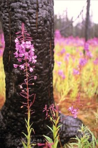 Photo: Pink Fireweed Flowers Yukon
