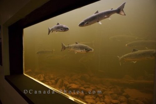 Photo: Fish Ladder Salmonid Interpretation Centre Newfoundland