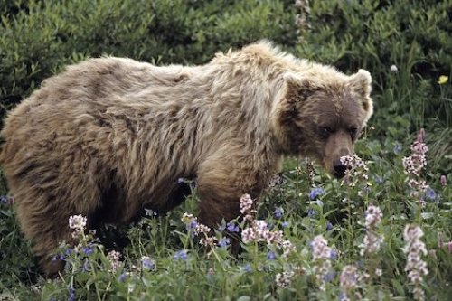 Photo: Grizzly Denali National Park