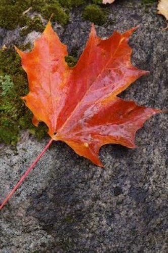 Photo: Leaf Picture Algonquin Provincial Park