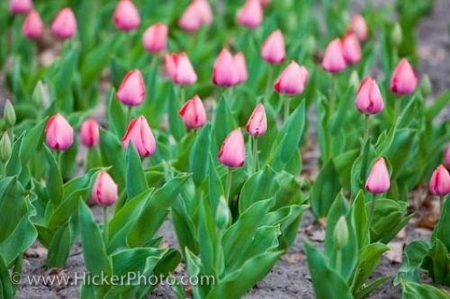 Photo: Legislative Building Tulip Garden Toronto City Ontario