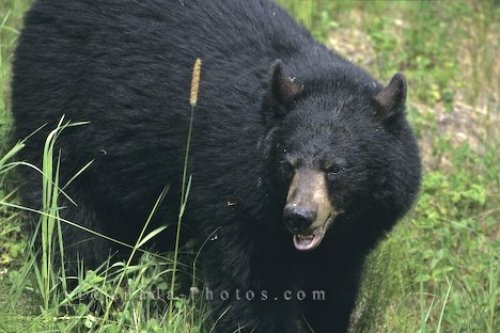 Photo: Mother Black Bear