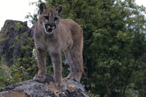 Photo: Mountain Lion In British Columbia