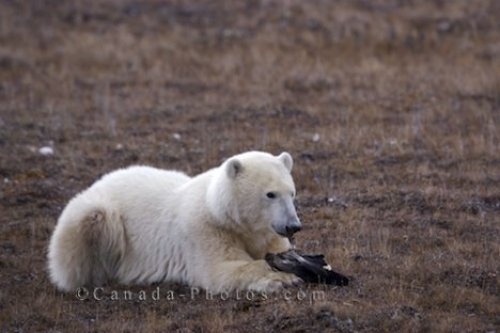 Photo: Polar Bear Appetizer Churchill Manitoba