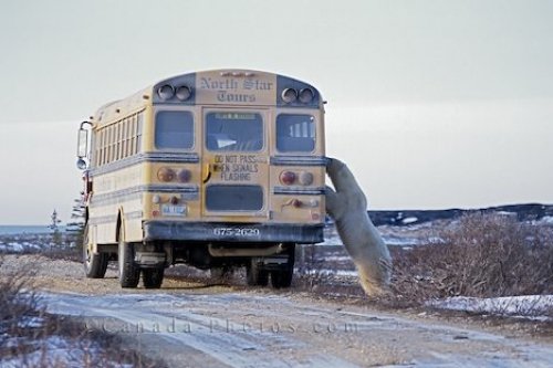 Churchill Manitoba Pictures