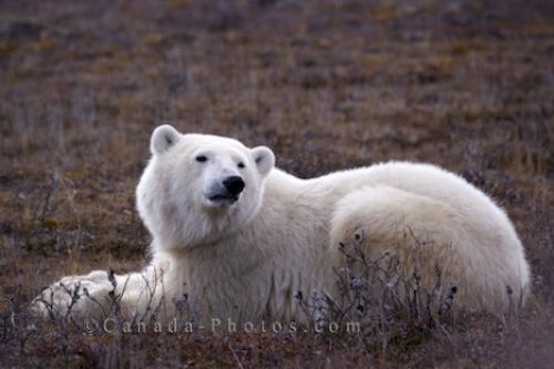 Photo: Polar Bear Relaxing Churchill Manitoba