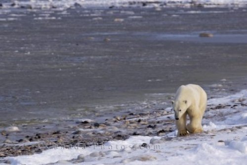 Photo: Polar Bear Walk Hudson Bay Churchill Manitoba