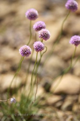 Photo: Purple Wildflowers Picture