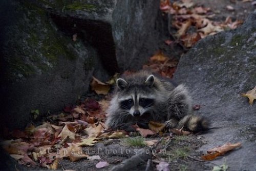 Photo: Raccoon Animal Picture