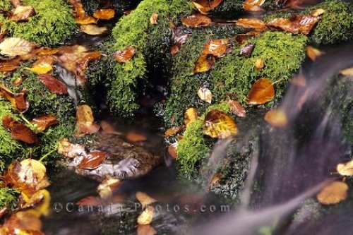 Photo: Stream Fundy National Park Autumn