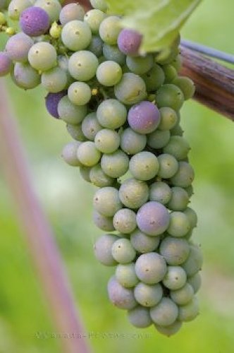 Photo: Vine Grapes Domaine De Grand Pre Vineyard Nova Scotia