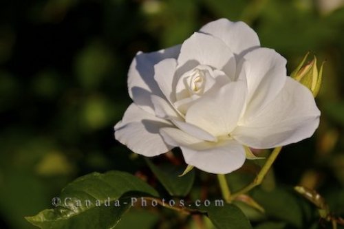 Photo: White Rose Flower Picture Montreal Quebec