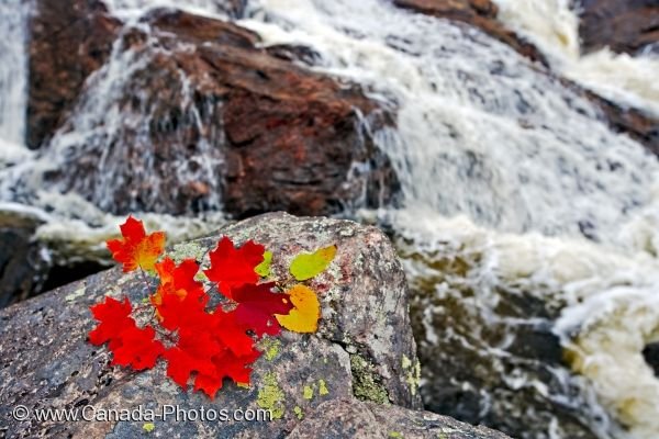 Photo: Autumn Maple Leaves Lake Superior Provincial Park