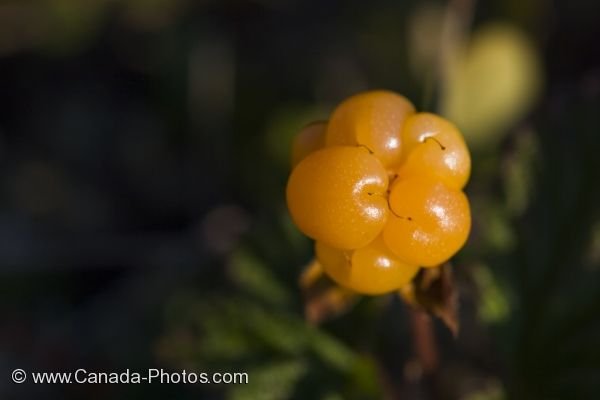 Photo: Cloudberry Fruit